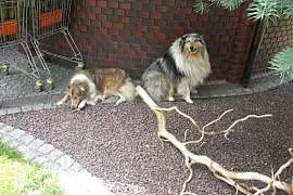 Owczarek szkocki długowłosy (Collie) szczeniaki sp, Brzesko