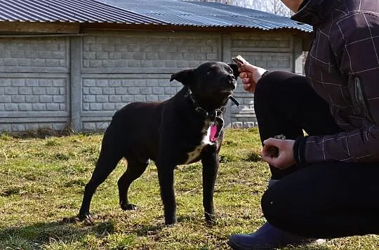 Pascal-najsmutniejsze oczy wyglądają zza krat bezpiecznego domu..., Śląskie, Katowice