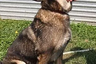 Cindy powoli traci nadzieję na dobry dom...,  śląs