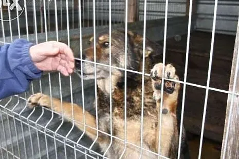 Cindy powoli traci nadzieję na dobry dom...,  śląs