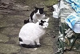 Dwie dorosłe kotki szukają wspólnego domu, Łódź