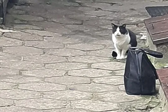 Dwie dorosłe kotki szukają wspólnego domu, Łódź