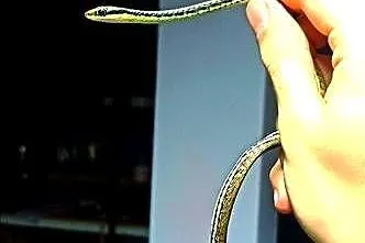 Dendrelaphis pictus RARYTAS!!!