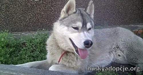ARAK- kochany i energiczny pies husky do adopcji,