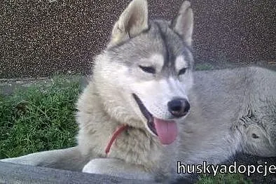 ARAK- kochany i energiczny pies husky do adopcji, mazowieckie Warszawa