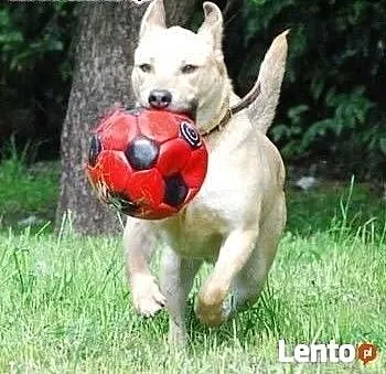 YOKO - 4 letni psiak w typie labradora od 2 lat sz