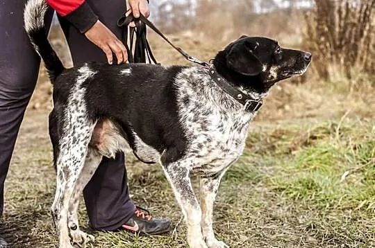KROPEK – ile razy jeszcze będę musiał znosić samot