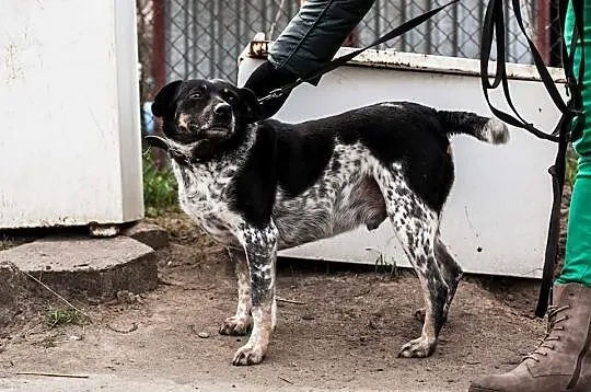 KROPEK – ile razy jeszcze będę musiał znosić samot