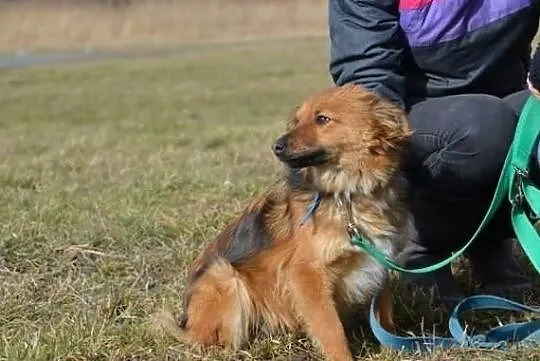 Niewielka Rózia porzucona w lesie !
