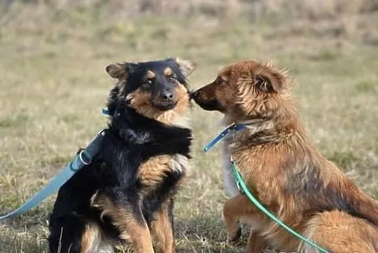 Niewielka Rózia porzucona w lesie !