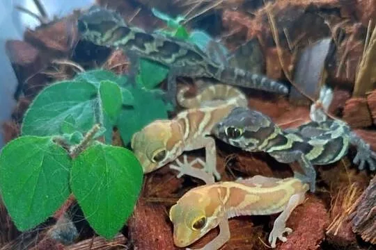 Gekony madagaskarskie Pareodura picta