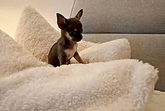 Chihuahua xxs błękitna