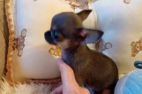 Chihuahua xxs błękitna, Wielkopolskie, Konin