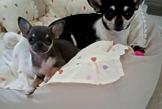 Chihuahua xxs błękitna, Wielkopolskie, Konin