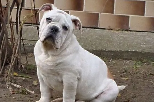 Old English Bulldog