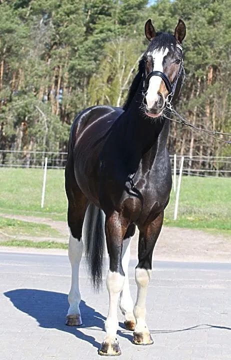 Ogier M-KOMANDOR po Ulco kwpn., , Osiniec