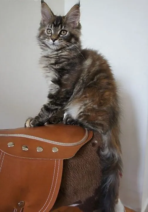 MAINE COON - do odbioru, śliczne, Koty maine coo
