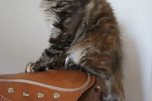 MAINE COON - do odbioru,  śliczne,  Koty maine coo