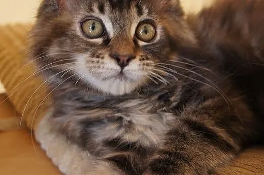 MAINE COON - do odbioru,  śliczne,  Koty maine coo