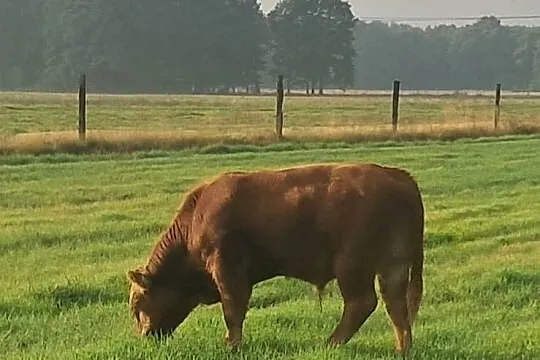 Odsady LM, Dolnośląskie, Chojnów