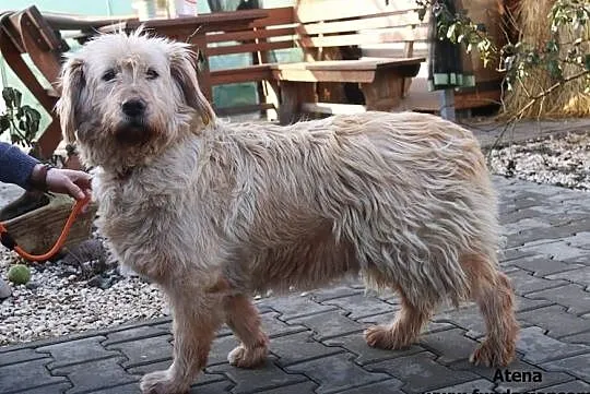 Atena - beżowa piękność, Mazowieckie, Nowy Dwór Mazowiecki