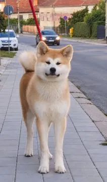Akita Inu suczka na sprzedaż – piękna i wyjątkowa!