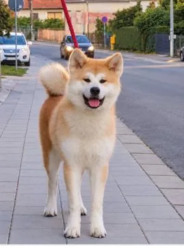 Akita Inu suczka na sprzedaż – piękna i wyjątkowa!, , Łódź
