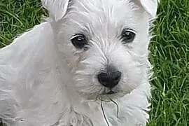 West Highland White Terrier
