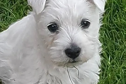 West Highland White Terrier