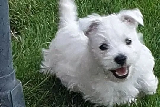 West Highland White Terrier, Małopolskie, Nowe Brzesko