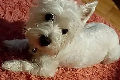West Highland White Terrier, Małopolskie, Nowe Brzesko