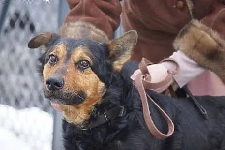 Ktoś, cudowny trójłapek do pokochania!,  Kundelki 