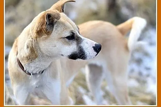 Mała 9kg,łagodna,grzeczna suczka SARI.Adopcja,  małopolskie Kraków