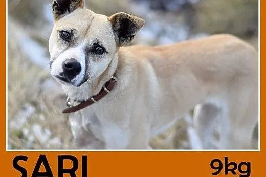 Mała 9kg,łagodna,grzeczna suczka SARI.Adopcja,  ma