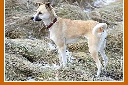 Mała 9kg,łagodna,grzeczna suczka SARI.Adopcja,  ma