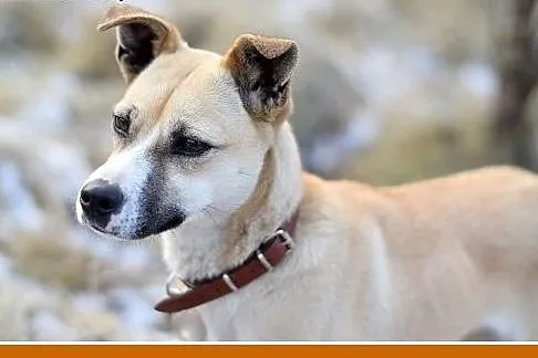 Mała 9kg,łagodna,grzeczna suczka SARI.Adopcja,  ma
