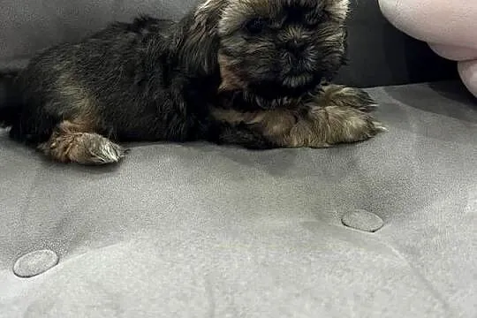 Shih Tzu