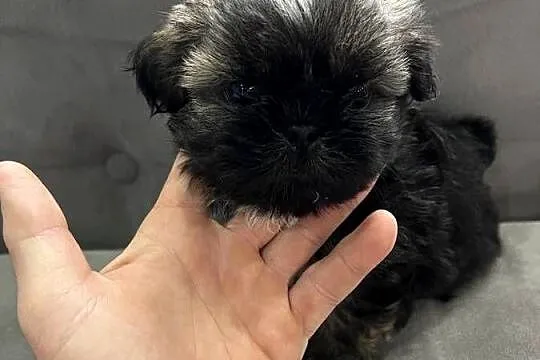Shih Tzu, Śląskie, Świerklany
