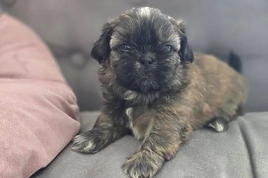 Shih Tzu, Śląskie, Świerklany