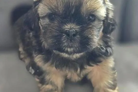 Shih Tzu, Śląskie, Świerklany