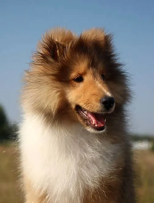 Owczarek szetlandzki sheltie śniady piesek - ZKwP/FCI, Lubuskie, Gorzów Wielkopolski