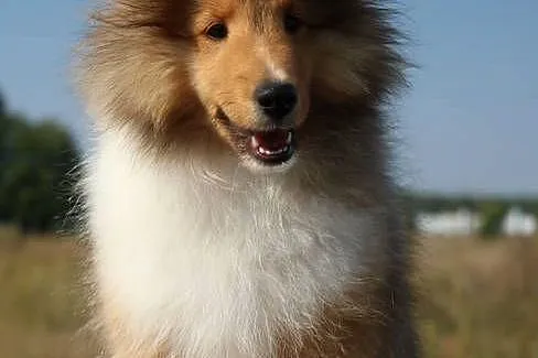 Owczarek szetlandzki sheltie śniady piesek - ZKwP/FCI, Lubuskie, Gorzów Wielkopolski