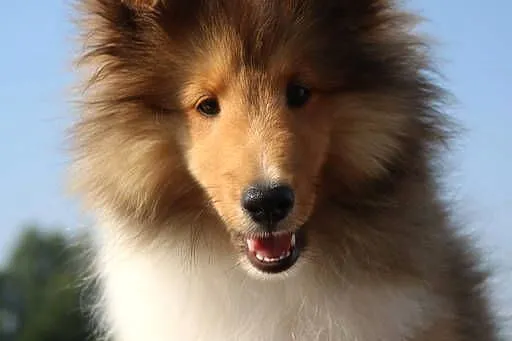 Owczarek szetlandzki sheltie śniady piesek - ZKwP/FCI, Lubuskie, Gorzów Wielkopolski