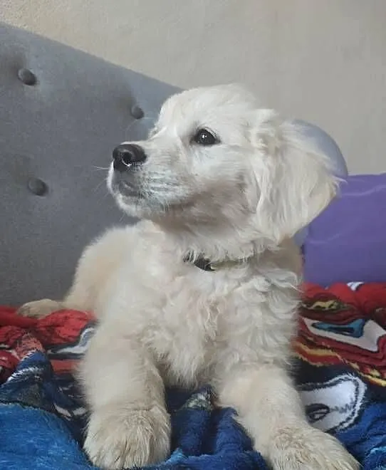 Sunia o imieniu Kropka golden retriever do odbioru, Warmińsko-mazurskie, Lubawa