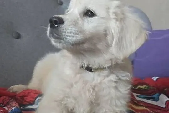 Sunia o imieniu Kropka golden retriever do odbioru, Warmińsko-mazurskie, Lubawa