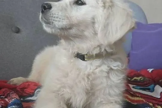 Sunia o imieniu Kropka golden retriever do odbioru, Warmińsko-mazurskie, Lubawa