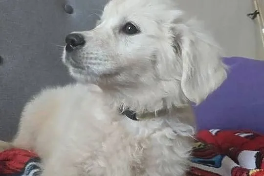 Sunia o imieniu Kropka golden retriever do odbioru, Warmińsko-mazurskie, Lubawa