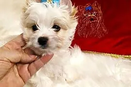 Maleńki samczyk Alus Golddust Yorkshire terrier ,nie biewer.