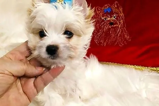 Maleńki samczyk Alus Golddust Yorkshire terrier ,nie biewer.