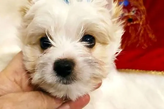 Maleńki samczyk Alus Golddust Yorkshire terrier ,nie biewer., Śląskie, Orzesze